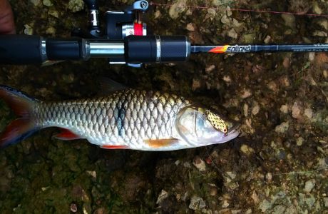 ikan-sebarau-hampala-menggunakan-spoon-kanicen-nix-silau-warna-gold