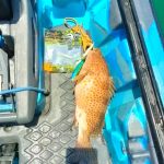 GRENTI STRIKE GELI GELI photo review