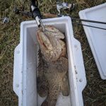 GRENTI STRIKE GELI GELI photo review